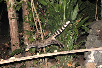 Kleine Ziebetkatze springt  mit Banane vom Futterbrett