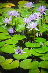 n&eacute;nuphars violets