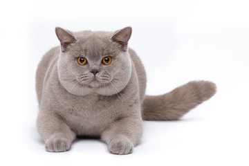 A lilac British shorthair cat sitting on a white studio background.