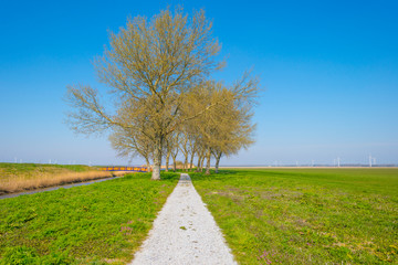 Trees in a green field below a blue sky in sunlight in spring