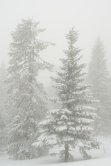 snow-covered, coniferous, white forest, after a night of snowfall and tourists walking with huge backpacks along the path winding among the firs