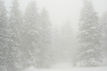 snow-covered, coniferous, white forest, after a night of snowfall and tourists walking with huge backpacks along the path winding among the firs