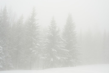 Fototapeta premium snow-covered, coniferous, white forest, after a night of snowfall and tourists walking with huge backpacks along the path winding among the firs
