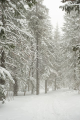 snow-covered, coniferous, white forest, after a night of snowfall and tourists walking with huge backpacks along the path winding among the firs