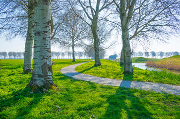 Fototapeta na wymiar Trees in a green field below a blue sky in sunlight in spring