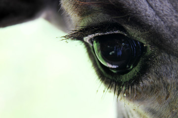 a black horse eye looking somewhere. A meaningful looking with a sad look. 