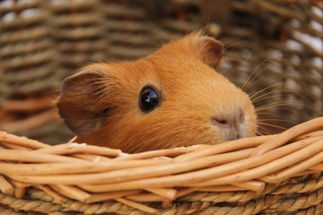 A hamster going out from a basket. a yellow mouse in a brown basket.
