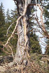 Alter schöner Baum am Schwarzenberg