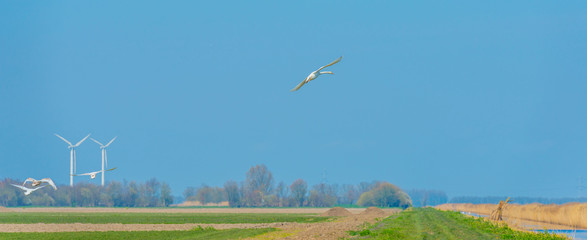 Swans flying over a green agricultural field in a blue sky in sunlight in spring