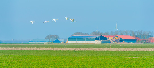 Swans flying over a green agricultural field in a blue sky in sunlight in spring