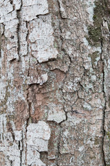 Old tree bark texture pattern woodland tree