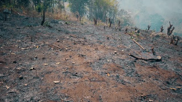 Global warming crisis. Slash and burn agriculture. Climate change, deforestation. Footage 4k