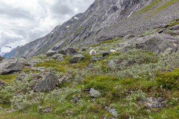 Fototapeta na wymiar A sheep running through the mountainsin Norway.