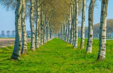 Trees in a green field below a blue sky in sunlight in spring