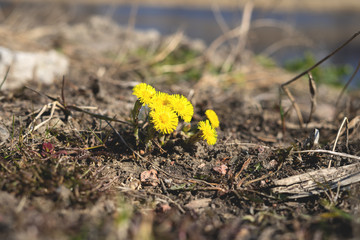 closeup image of yellow spring flower like a sun. single coltsfoot flower blossom close-up view.