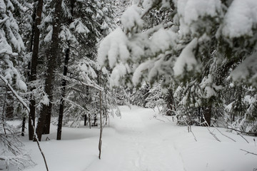 snow-covered, coniferous, white forest, after a night of snowfall and tourists walking with huge backpacks along the path winding among the firs