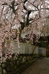 Fototapeta premium しだれ桜