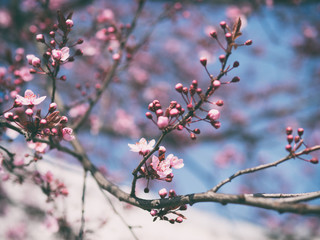cherry blossom in spring