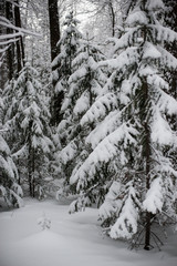 snow-covered, coniferous, white forest, after a night of snowfall and tourists walking with huge backpacks along the path winding among the firs