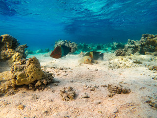 underwater background and free space for your decoration. 