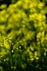 Fototapeta premium 菜の花