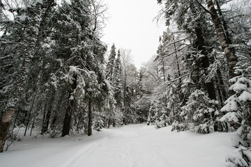 snow-covered, coniferous, white forest, after a night of snowfall and tourists walking with huge backpacks along the path winding among the firs