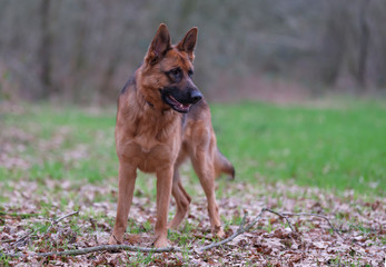 Portrait of a German Shepherd, 3 years old, standing in full body, in the forrest, autumn leafs on the ground