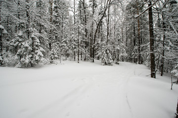 snow-covered, coniferous, white forest, after a night of snowfall and tourists walking with huge backpacks along the path winding among the firs