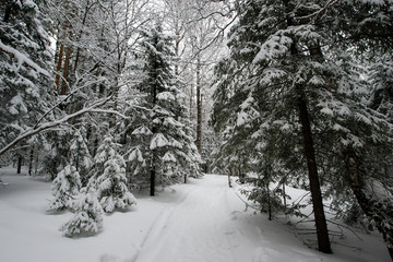 snow-covered, coniferous, white forest, after a night of snowfall and tourists walking with huge backpacks along the path winding among the firs
