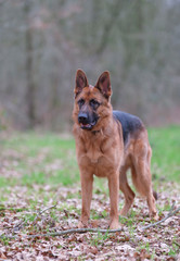 Portrait of a German Shepherd, 3 years old, standing in full body, in the forrest, autumn leafs on the ground