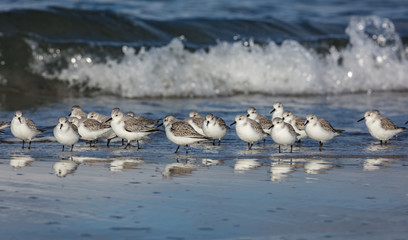 VÖGEL AM MEER