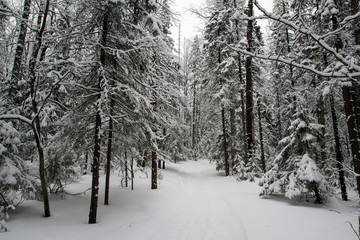 snow-covered, coniferous, white forest, after a night of snowfall and tourists walking with huge backpacks along the path winding among the firs