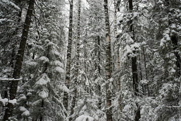 Obraz premium snow-covered, coniferous, white forest, after a night of snowfall and tourists walking with huge backpacks along the path winding among the firs