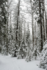 snow-covered, coniferous, white forest, after a night of snowfall and tourists walking with huge backpacks along the path winding among the firs