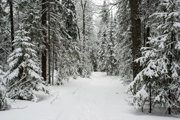 snow-covered, coniferous, white forest, after a night of snowfall and tourists walking with huge backpacks along the path winding among the firs