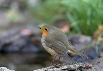 Extra close up portrait of an European robin (Erithacus rubecula) sits on a branch on nice blurred background