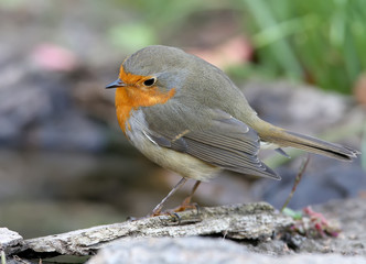 Extra close up portrait of an European robin (Erithacus rubecula) sits on a ground on nice blurred background