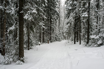 snow-covered, coniferous, white forest, after a night of snowfall and tourists walking with huge backpacks along the path winding among the firs