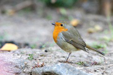 Extra close up portrait of an European robin (Erithacus rubecula) stands on a ground on nice blurred background