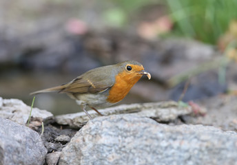 Fototapeta premium Extra close up portrait of an European robin (Erithacus rubecula) with a small worm in a beak stands on a ground on nice blurred background