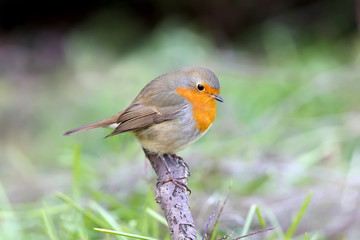 Extra close up portrait of an European robin (Erithacus rubecula) sits on a branch on nice blurred background