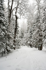 snow-covered, coniferous, white forest, after a night of snowfall and tourists walking with huge backpacks along the path winding among the firs