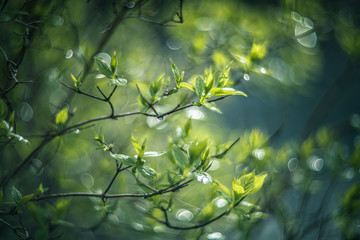 Obraz premium Leaves with water drops