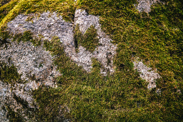 dense green carpet texture of moss growing on stones