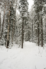 snow-covered, coniferous, white forest, after a night of snowfall and tourists walking with huge backpacks along the path winding among the firs