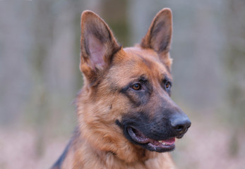 Portrait of a German Shepherd, brown and black, 3 years old, head portrait, selective focus, focus on eye. in the forrest
