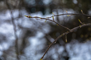 Swollen buds on the bushes in the snow. March 2020