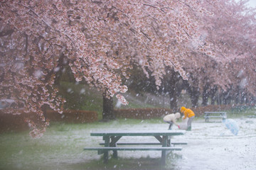 雪の降る桜並木