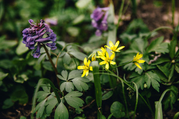 Lilac Corydalis and yellow Goose Onions, the first spring flowers in the forest