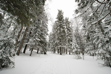 snow-covered, coniferous, white forest, after a night of snowfall and tourists walking with huge backpacks along the path winding among the firs